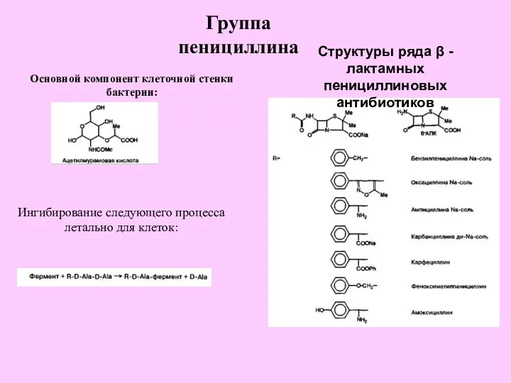 Группа пенициллина Основной компонент клеточной стенки бактерии: Ингибирование следующего процесса летально для