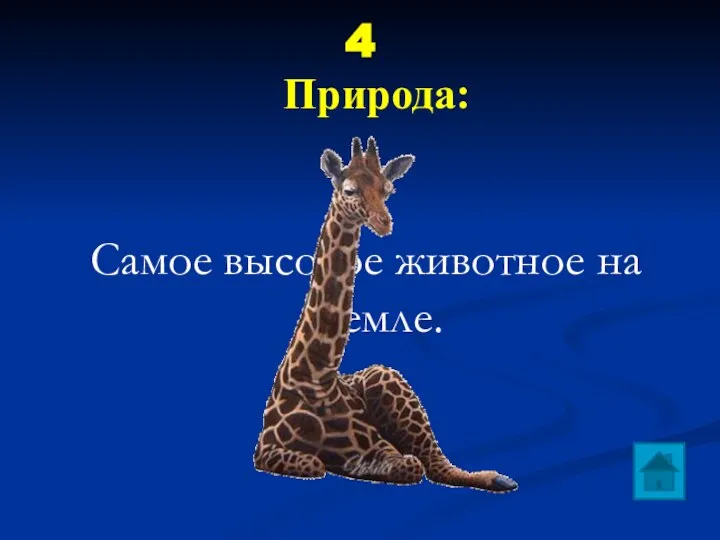 4 Природа: Самое высокое животное на Земле.
