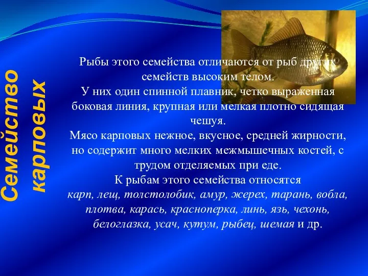 Семейство карповых Рыбы этого семейства отличаются от рыб других семейств высоким телом.