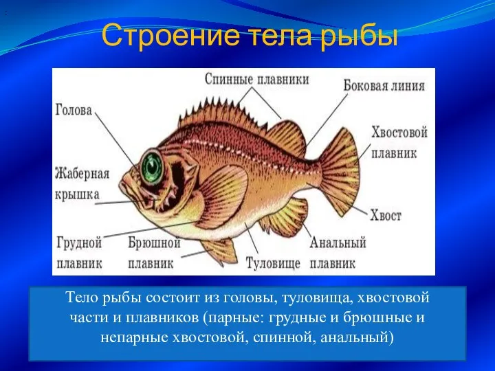 Строение тела рыбы Тело рыбы состоит из головы, туловища, хвостовой части и