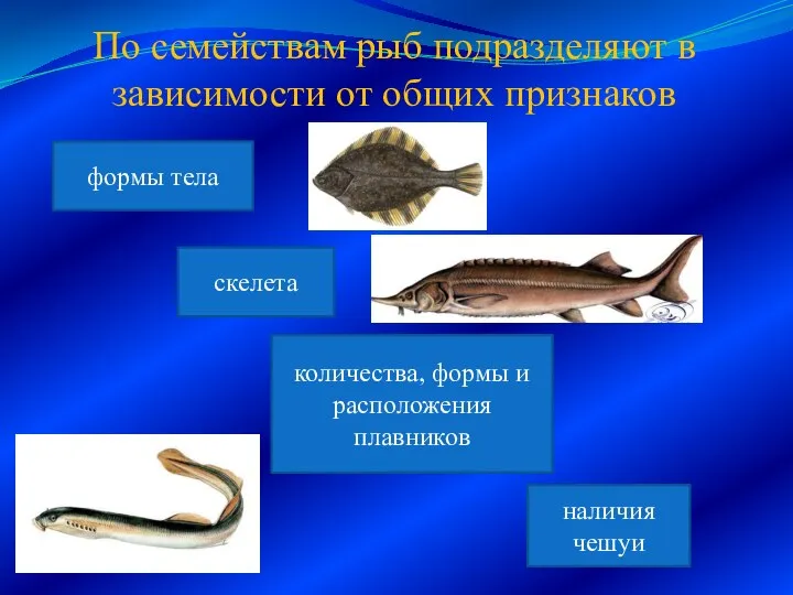 По семействам рыб подразделяют в зависимости от общих признаков формы тела количества,