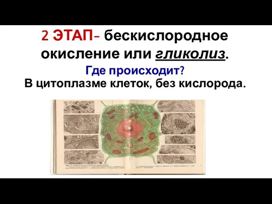 2 ЭТАП- бескислородное окисление или гликолиз. Где происходит? В цитоплазме клеток, без кислорода.