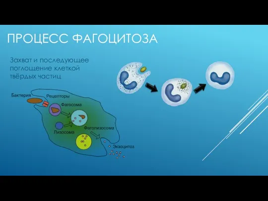 ПРОЦЕСС ФАГОЦИТОЗА Захват и последующее поглощение клеткой твёрдых частиц
