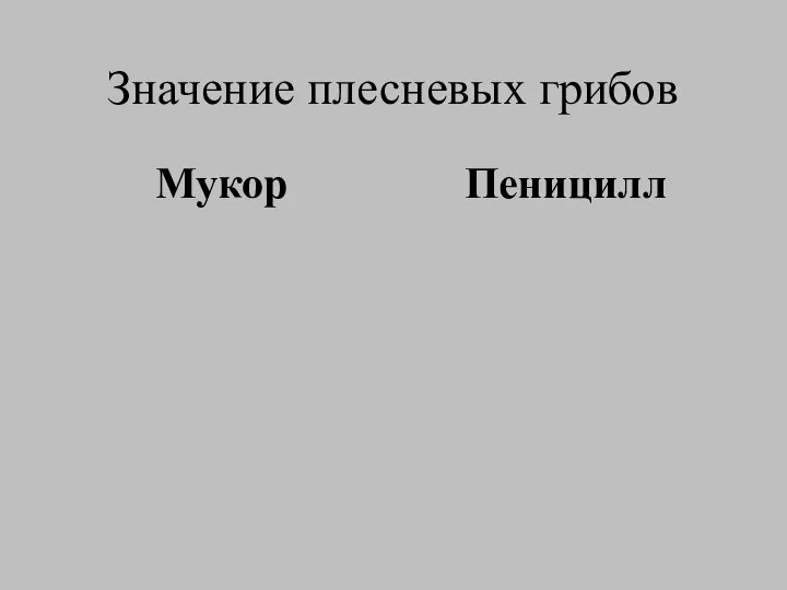 Значение плесневых грибов Мукор Пеницилл