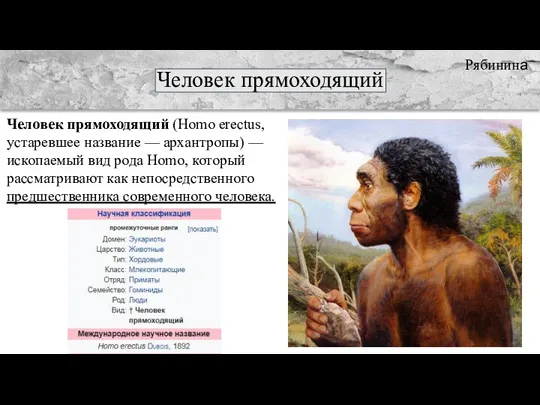 Человек прямоходящий Человек прямоходящий (Homo erectus, устаревшее название — архантропы) — ископаемый