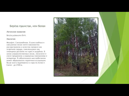 Берёза пушистая, или белая Латинское название: Betula pubescens Ehrh. Экология: Мезофит. Светолюбивое.