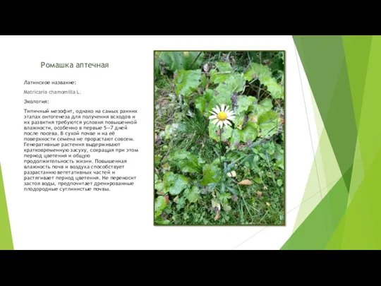Ромашка аптечная Латинское название: Matricaria chamomilla L. Экология: Типичный мезофит, однако на