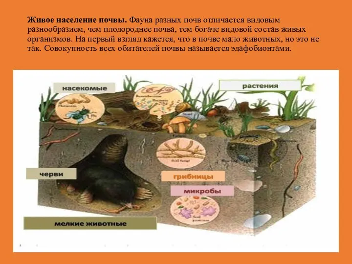 Живое население почвы. Фауна разных почв отличается видовым разнообразием, чем плодороднее почва,