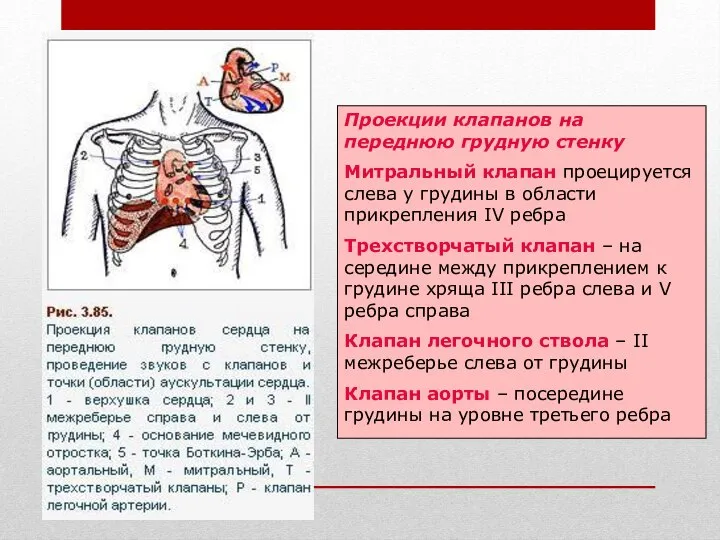 Проекции клапанов на переднюю грудную стенку Митральный клапан проецируется слева у грудины