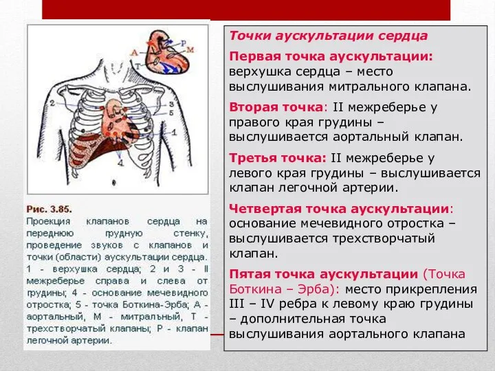 Точки аускультации сердца Первая точка аускультации: верхушка сердца – место выслушивания митрального