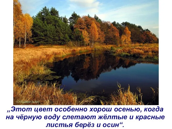 „Этот цвет особенно хорош осенью, когда на чёрную воду слетают жёлтые и