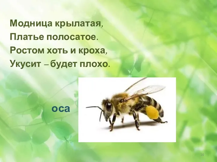 Модница крылатая, Платье полосатое. Ростом хоть и кроха, Укусит – будет плохо.