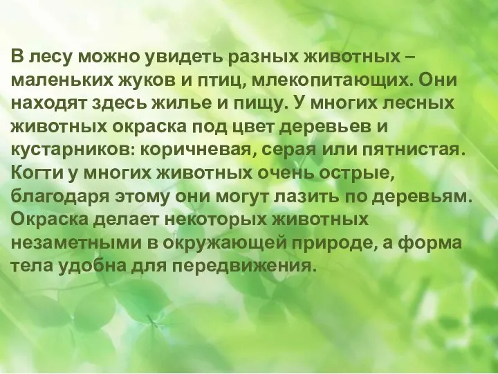 В лесу можно увидеть разных животных – маленьких жуков и птиц, млекопитающих.