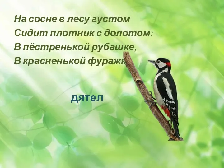 На сосне в лесу густом Сидит плотник с долотом: В пёстренькой рубашке, В красненькой фуражке.