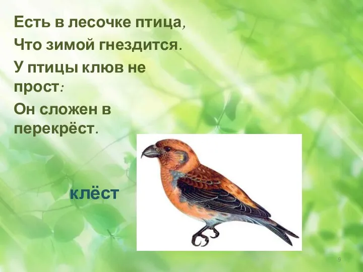 Есть в лесочке птица, Что зимой гнездится. У птицы клюв не прост: Он сложен в перекрёст.