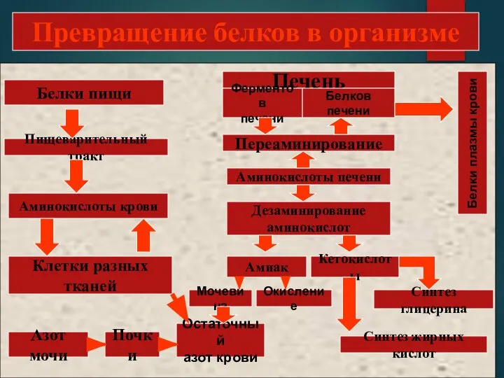 Превращение белков в организме Белки пищи Пищеварительный тракт Аминокислоты крови Клетки разных