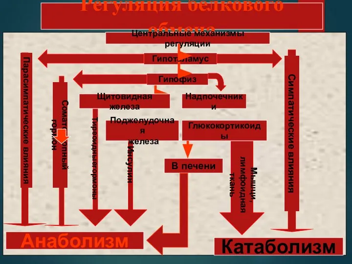 Регуляция белкового обмена Центральные механизмы регуляции Гипоталамус Гипофиз Поджелудочная железа Надпочечники Парасимпатические