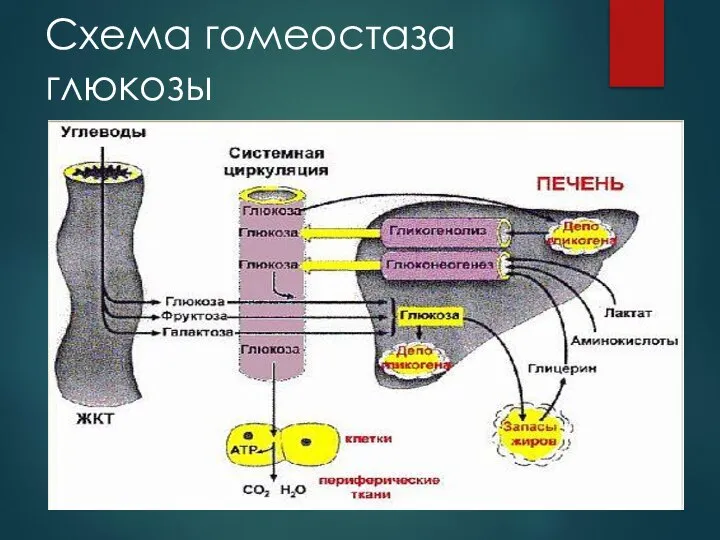 Схема гомеостаза глюкозы