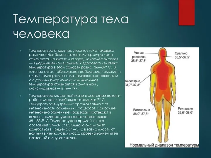 Температура тела человека Температура отдельных участков тела человека различна. Наиболее низкая температура