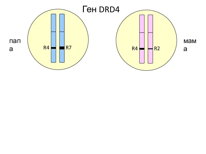 R7 R4 R2 R4 папа мама Ген DRD4