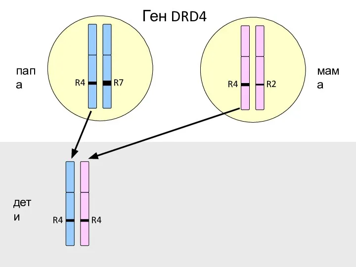 R7 R4 R2 R4 R4 R4 папа мама дети Ген DRD4