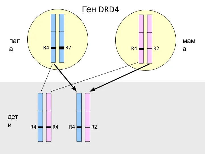 R7 R4 R2 R4 R2 R4 R4 R4 папа мама дети Ген DRD4