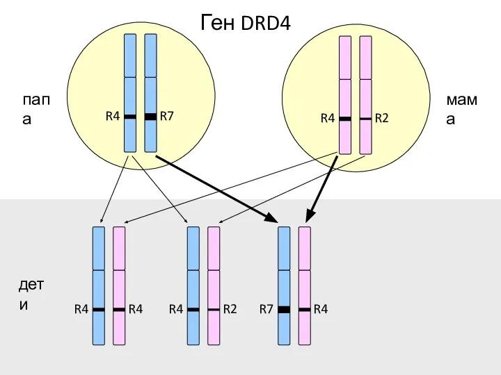 R7 R4 R2 R4 R2 R4 R4 R4 R4 R7 папа мама дети Ген DRD4