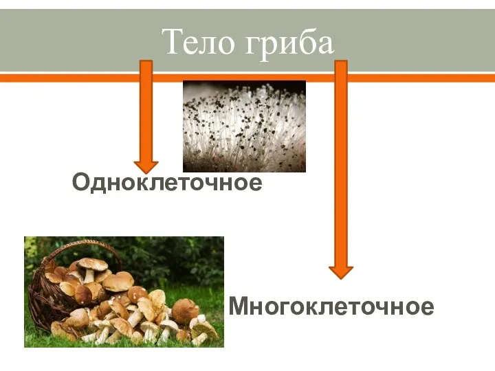 Тело гриба Одноклеточное Многоклеточное