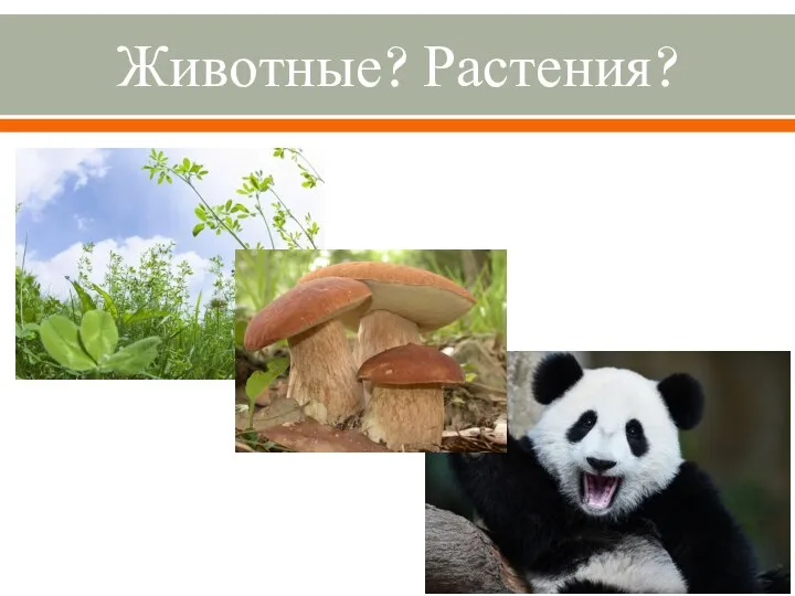 Животные? Растения?