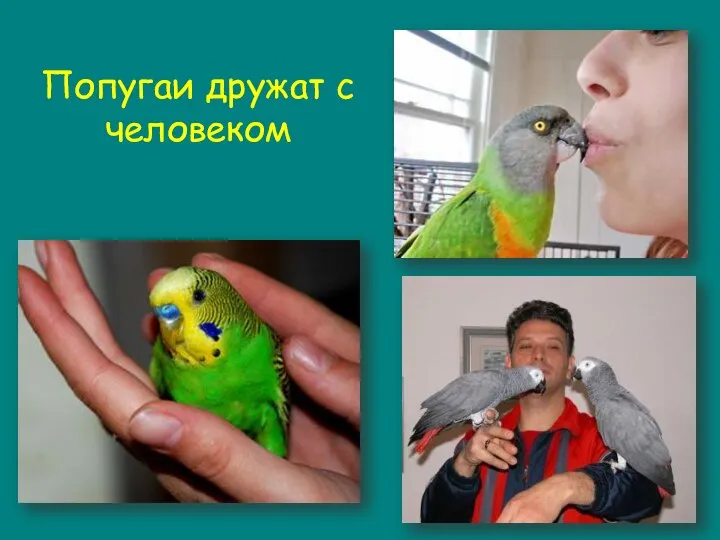 Попугаи дружат с человеком