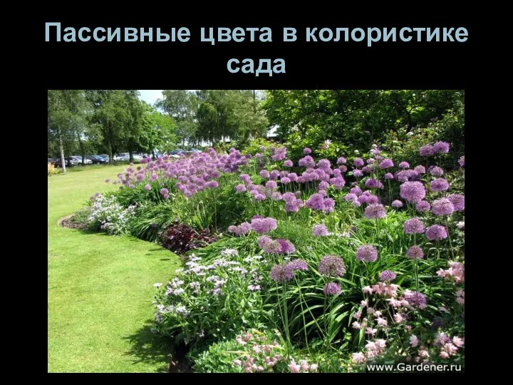 Пассивные цвета в колористике сада