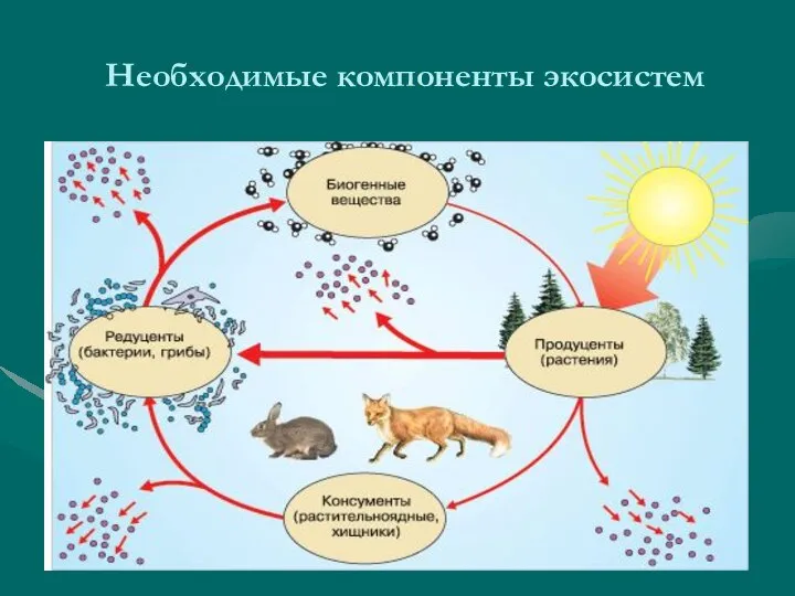 Необходимые компоненты экосистем