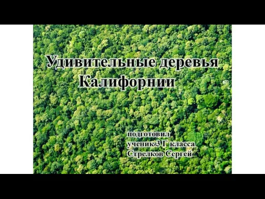 Деревья Калифорнии