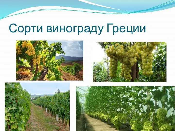 Сорти винограду Греции