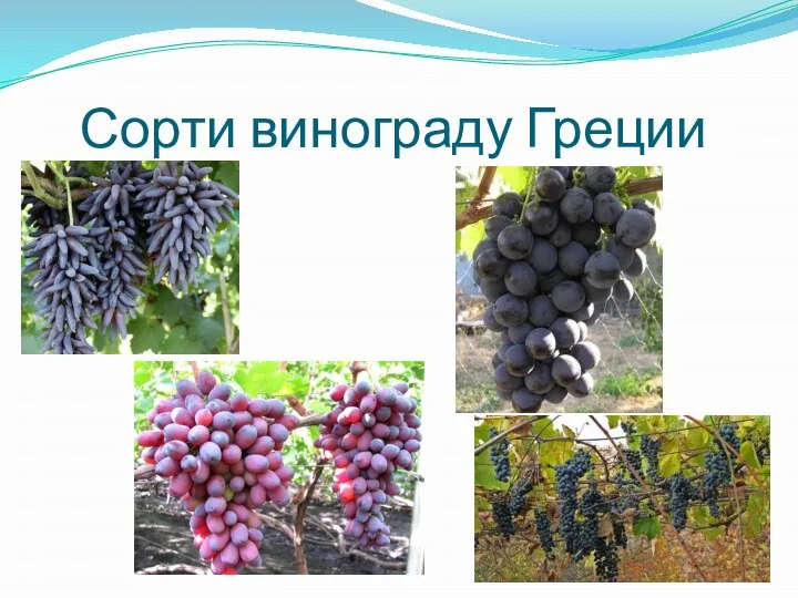 Сорти винограду Греции