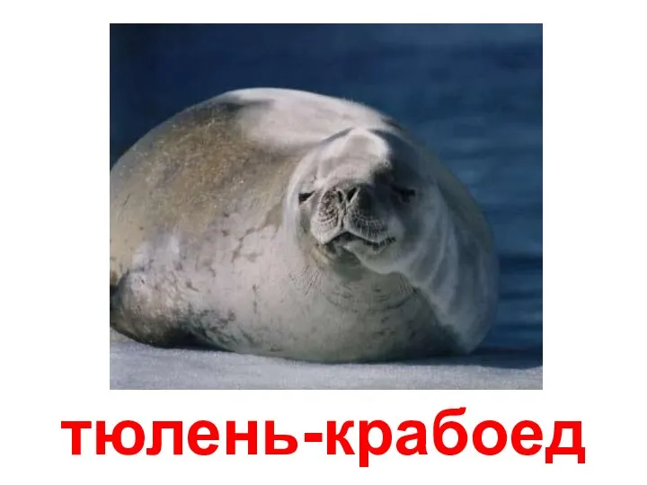 тюлень-крабоед