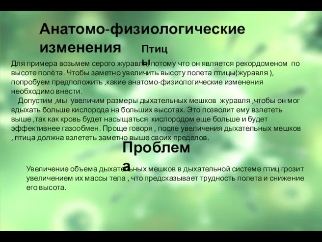 Для примера возьмем серого журавля, потому что он является рекордсменом по высоте