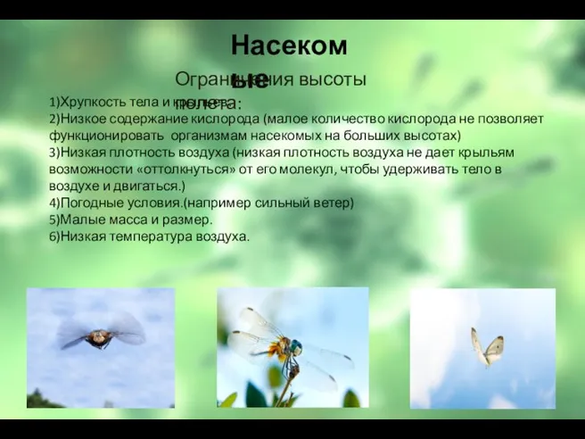 Насекомые Ограничения высоты полета: 1)Хрупкость тела и крыльев. 2)Низкое содержание кислорода (малое