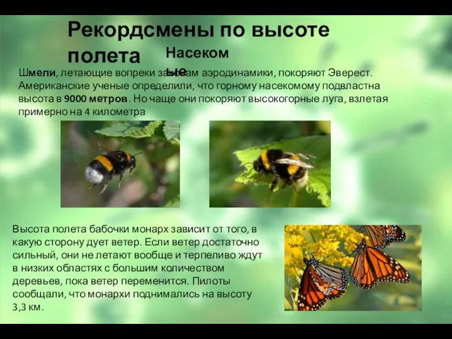 Шмели, летающие вопреки законам аэродинамики, покоряют Эверест. Американские ученые определили, что горному