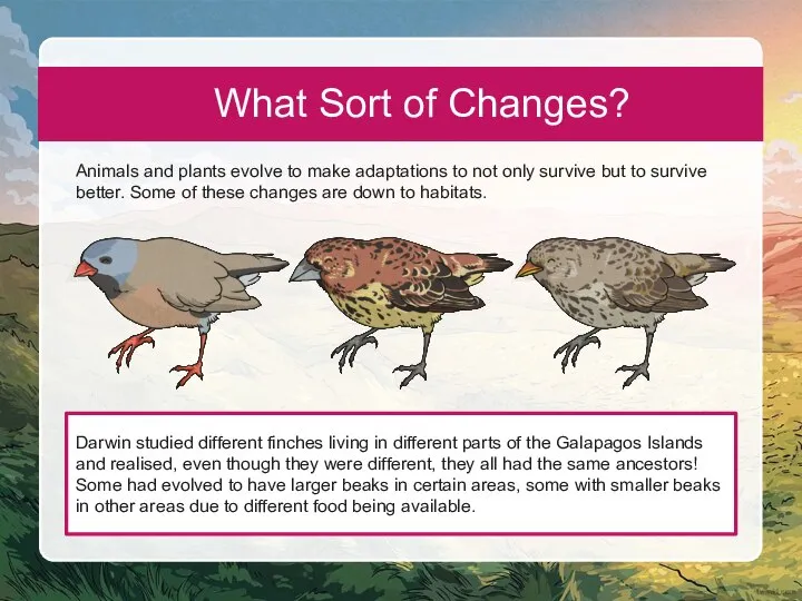 What Sort of Changes? Animals and plants evolve to make adaptations to