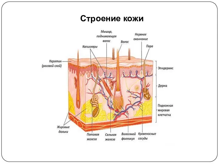 Строение кожи