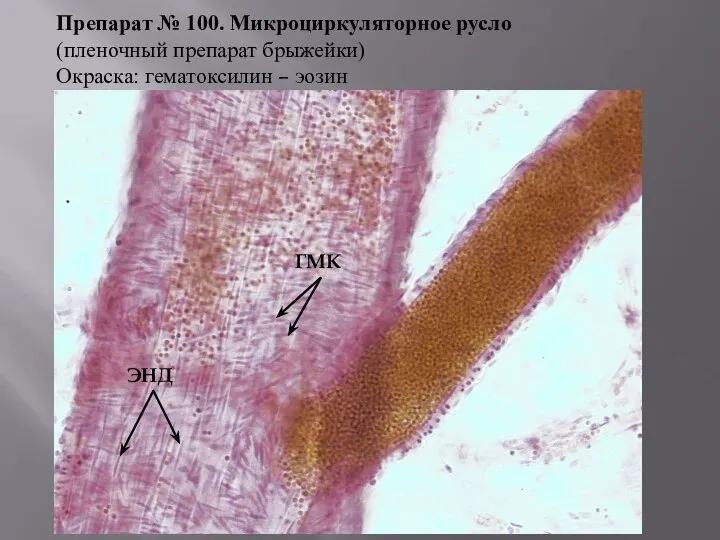 Препарат № 100. Микроциркуляторное русло (пленочный препарат брыжейки) Окраска: гематоксилин – эозин ГМК ЭНД