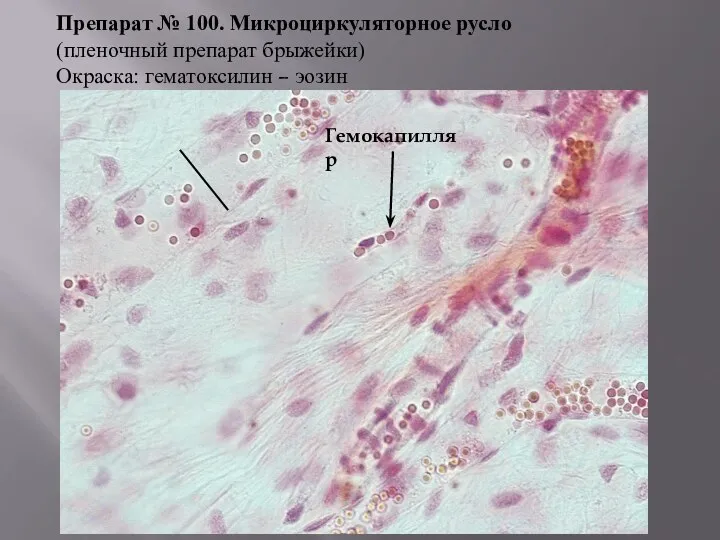 Препарат № 100. Микроциркуляторное русло (пленочный препарат брыжейки) Окраска: гематоксилин – эозин Гемокапилляр