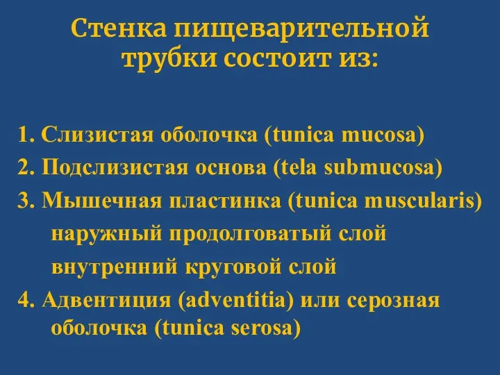 Стенка пищеварительной трубки состоит из: 1. Слизистая оболочка (tunica mucosa) 2. Подслизистая