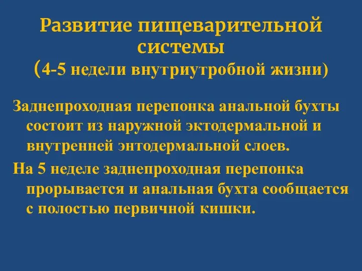 Развитие пищеварительной системы (4-5 недели внутриутробной жизни) Заднепроходная перепонка анальной бухты состоит