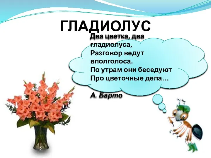 ГЛАДИОЛУС Два цветка, два гладиолуса, Разговор ведут вполголоса. По утрам они беседуют