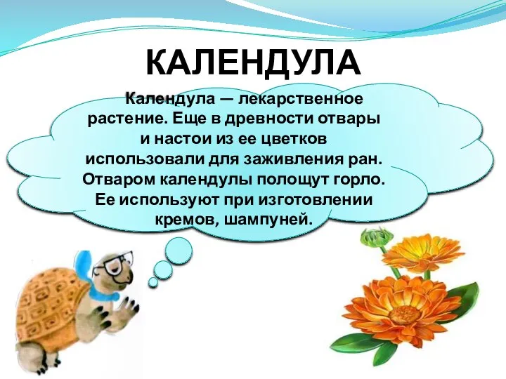 КАЛЕНДУЛА Календула — лекарственное растение. Еще в древности отвары и настои из