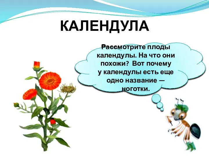 КАЛЕНДУЛА Рассмотрите плоды календулы. На что они похожи? Вот почему у календулы