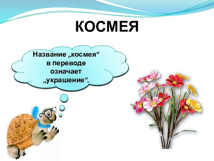 КОСМЕЯ Название „космея“ в переводе означает „украшение“.