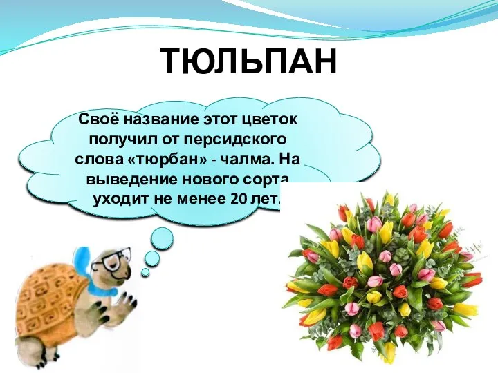 ТЮЛЬПАН Своё название этот цветок получил от персидского слова «тюрбан» - чалма.